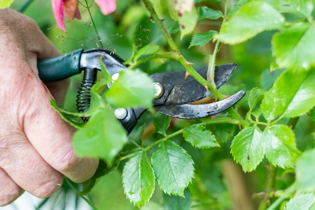 Beskæring af træer og buske på Fyn og Odense – beskæring af grene med sakse