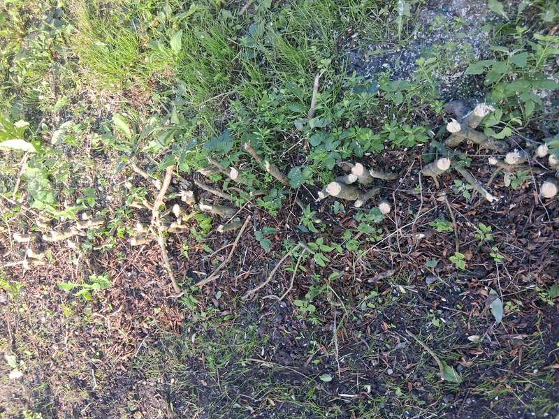 Stubfræsning på Fyn og Odense – afskårne stubbe før fræsning